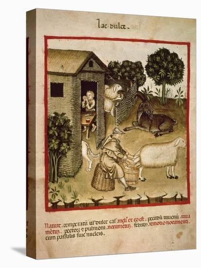 Milking Sheep from Theatrum Sanitatis, by Giovannino De Grassi (Died in 1398), 14th Century-null-Stretched Canvas