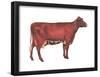 Milking Shorthorn Cow, Dairy Cattle, Mammals-Encyclopaedia Britannica-Framed Poster