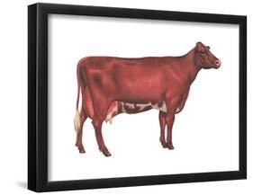 Milking Shorthorn Cow, Dairy Cattle, Mammals-Encyclopaedia Britannica-Framed Poster