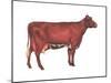 Milking Shorthorn Cow, Dairy Cattle, Mammals-Encyclopaedia Britannica-Mounted Poster