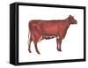 Milking Shorthorn Cow, Dairy Cattle, Mammals-Encyclopaedia Britannica-Framed Stretched Canvas