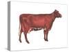 Milking Shorthorn Cow, Dairy Cattle, Mammals-Encyclopaedia Britannica-Stretched Canvas