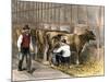 Milking-Time in a Dairy Barn, c.1870-null-Mounted Giclee Print