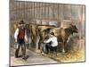 Milking-Time in a Dairy Barn, c.1870-null-Mounted Giclee Print