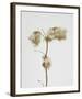 Milkweed - Alabaster-Chris Dunker-Framed Art Print