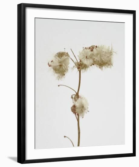 Milkweed - Alabaster-Chris Dunker-Framed Art Print