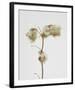 Milkweed - Alabaster-Chris Dunker-Framed Art Print