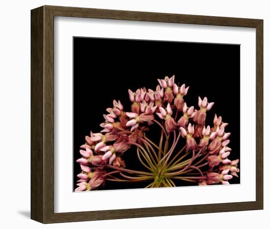 Milkweed Blossoms-null-Framed Art Print