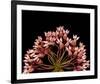 Milkweed Blossoms-null-Framed Art Print