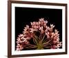 Milkweed Blossoms-null-Framed Art Print