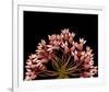 Milkweed Blossoms-null-Framed Art Print