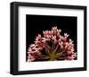 Milkweed Blossoms-null-Framed Art Print