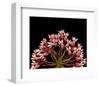 Milkweed Blossoms-null-Framed Art Print