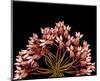 Milkweed Blossoms-null-Mounted Art Print