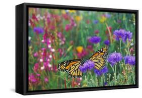 Milkweed Butterflies Resting-null-Framed Stretched Canvas
