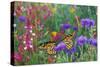Milkweed Butterflies Resting-null-Stretched Canvas