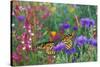 Milkweed Butterflies Resting-null-Stretched Canvas