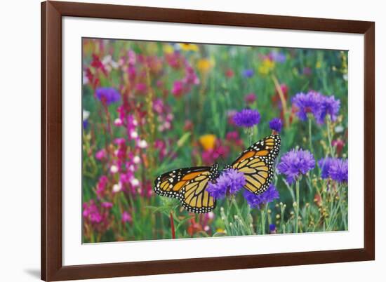 Milkweed Butterflies Resting-null-Framed Photographic Print