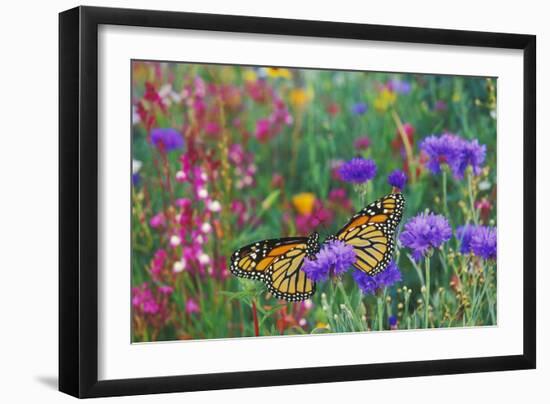 Milkweed Butterflies Resting-null-Framed Photographic Print