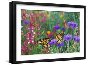 Milkweed Butterflies Resting-null-Framed Photographic Print