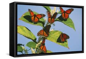 Milkweed Butterflies-null-Framed Stretched Canvas