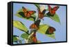 Milkweed Butterflies-null-Framed Stretched Canvas