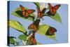 Milkweed Butterflies-null-Stretched Canvas