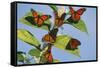 Milkweed Butterflies-null-Framed Stretched Canvas