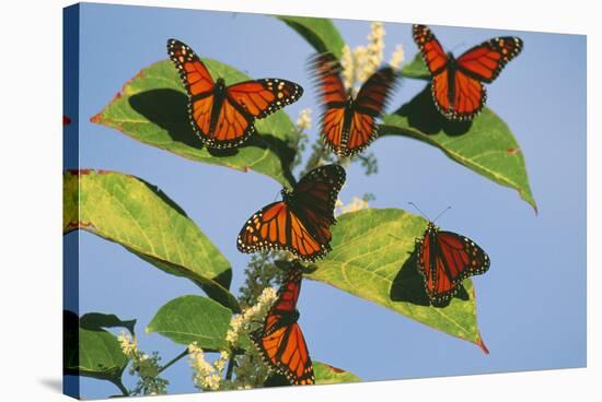 Milkweed Butterflies-null-Stretched Canvas