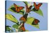 Milkweed Butterflies-null-Stretched Canvas