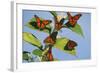 Milkweed Butterflies-null-Framed Photographic Print