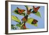 Milkweed Butterflies-null-Framed Photographic Print