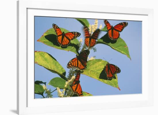 Milkweed Butterflies-null-Framed Photographic Print