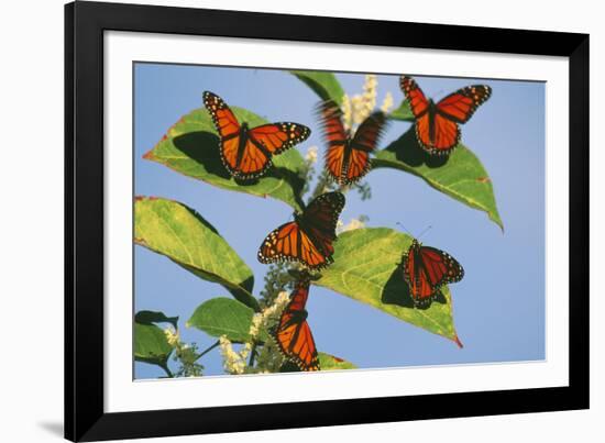 Milkweed Butterflies-null-Framed Photographic Print