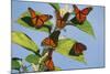 Milkweed Butterflies-null-Mounted Photographic Print