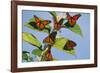 Milkweed Butterflies-null-Framed Photographic Print