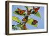 Milkweed Butterflies-null-Framed Photographic Print