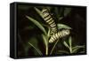 Milkweed Butterfly Caterpillar-null-Framed Stretched Canvas