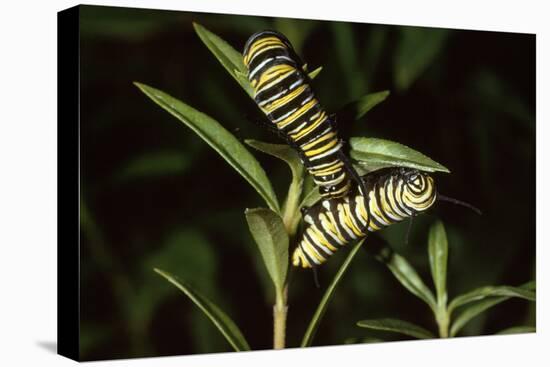 Milkweed Butterfly Caterpillar-null-Stretched Canvas