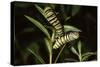 Milkweed Butterfly Caterpillar-null-Stretched Canvas