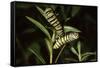 Milkweed Butterfly Caterpillar-null-Framed Stretched Canvas