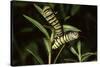 Milkweed Butterfly Caterpillar-null-Stretched Canvas