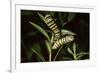 Milkweed Butterfly Caterpillar-null-Framed Photographic Print