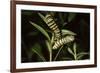 Milkweed Butterfly Caterpillar-null-Framed Photographic Print