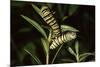 Milkweed Butterfly Caterpillar-null-Mounted Photographic Print
