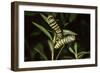 Milkweed Butterfly Caterpillar-null-Framed Photographic Print