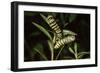 Milkweed Butterfly Caterpillar-null-Framed Photographic Print