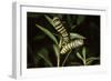 Milkweed Butterfly Caterpillar-null-Framed Photographic Print