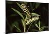 Milkweed Butterfly Caterpillar-null-Mounted Photographic Print