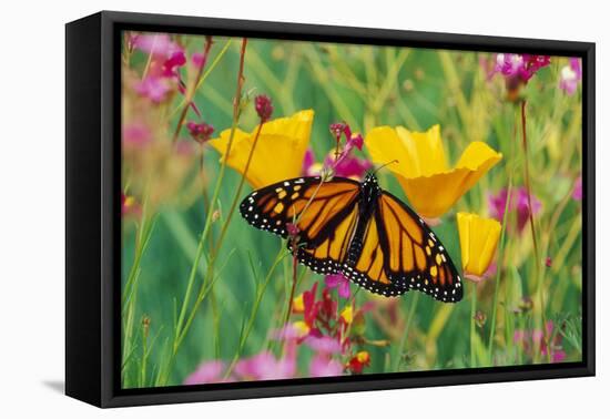 Milkweed Butterfly on California-null-Framed Stretched Canvas